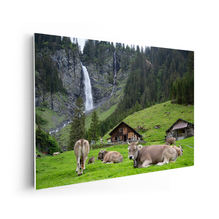 Vacas