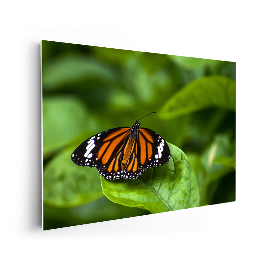 Mariposa Monarca