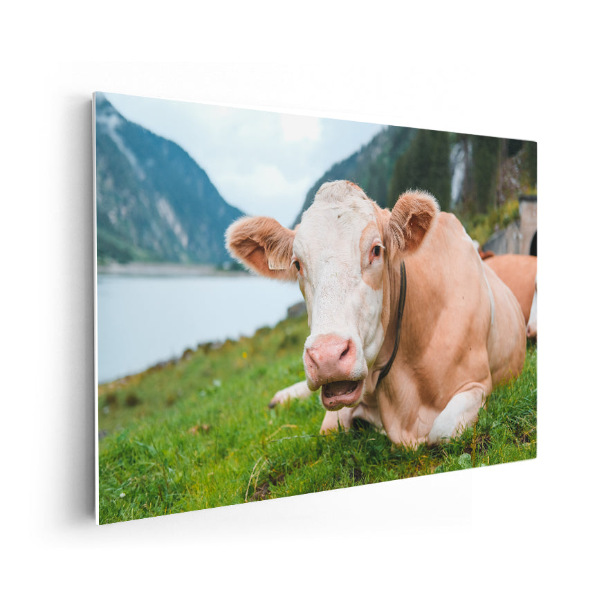 Vaca