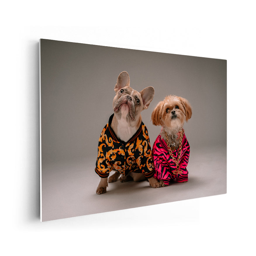Perros con Camisa