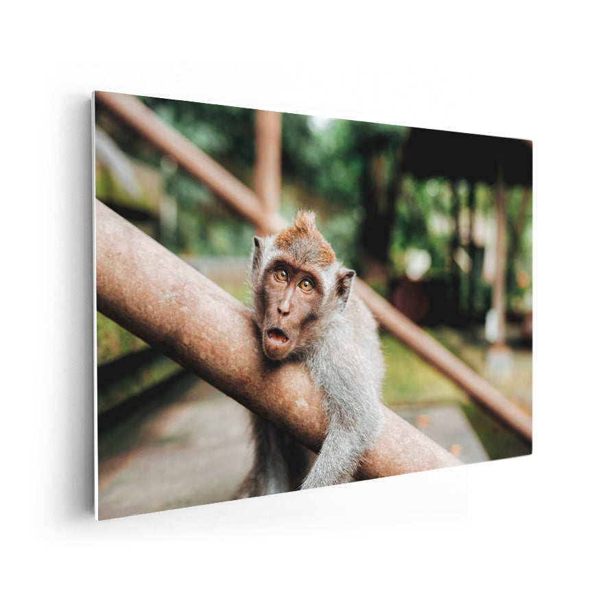Macaco Rhesus
