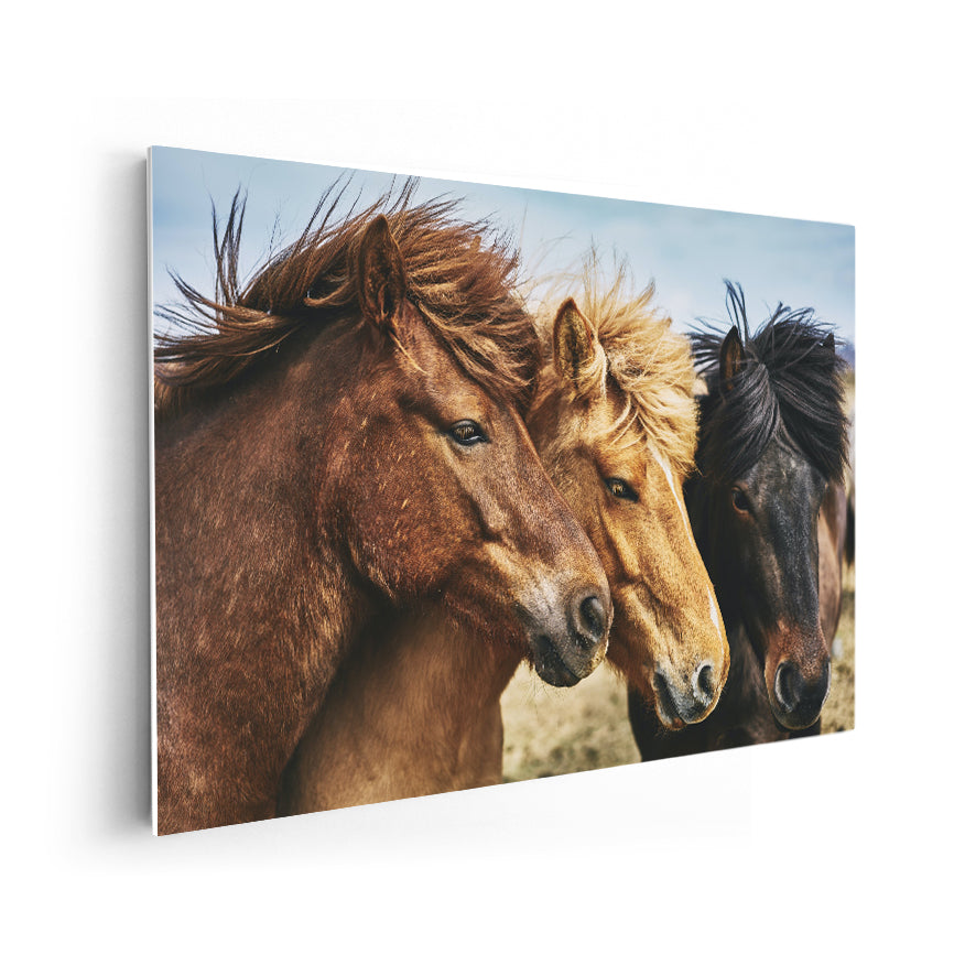 Caballos Gallegos