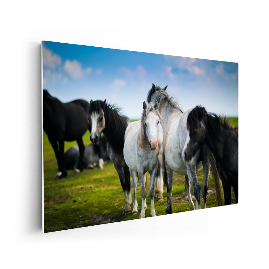 Caballos