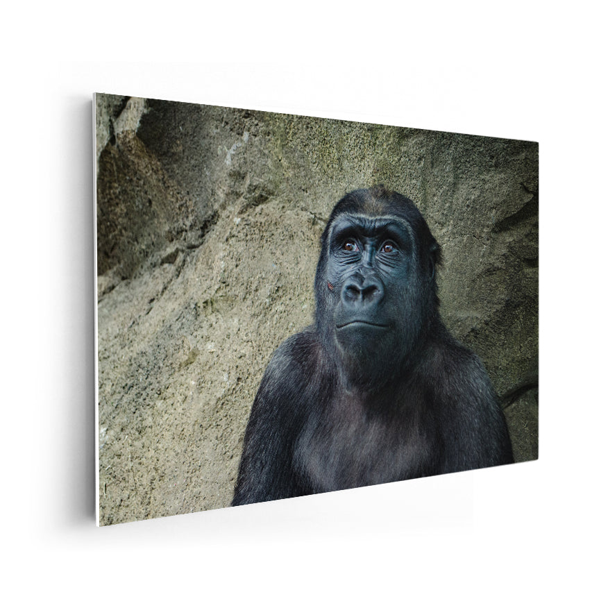 Gorilla Hembra