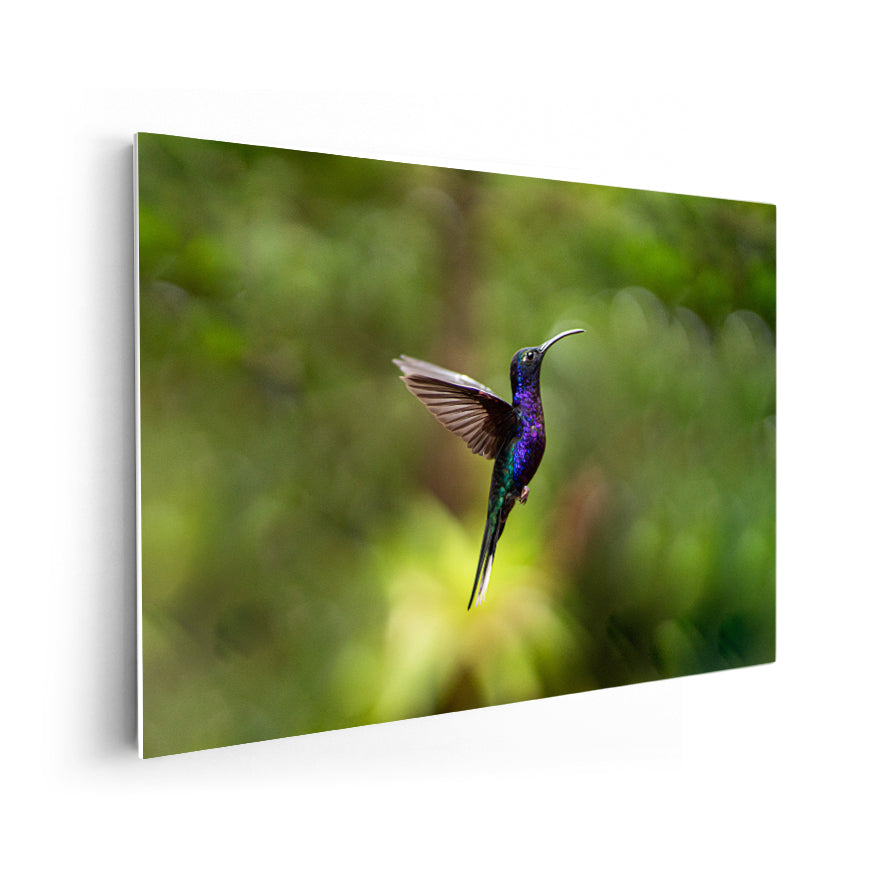 Colibrí