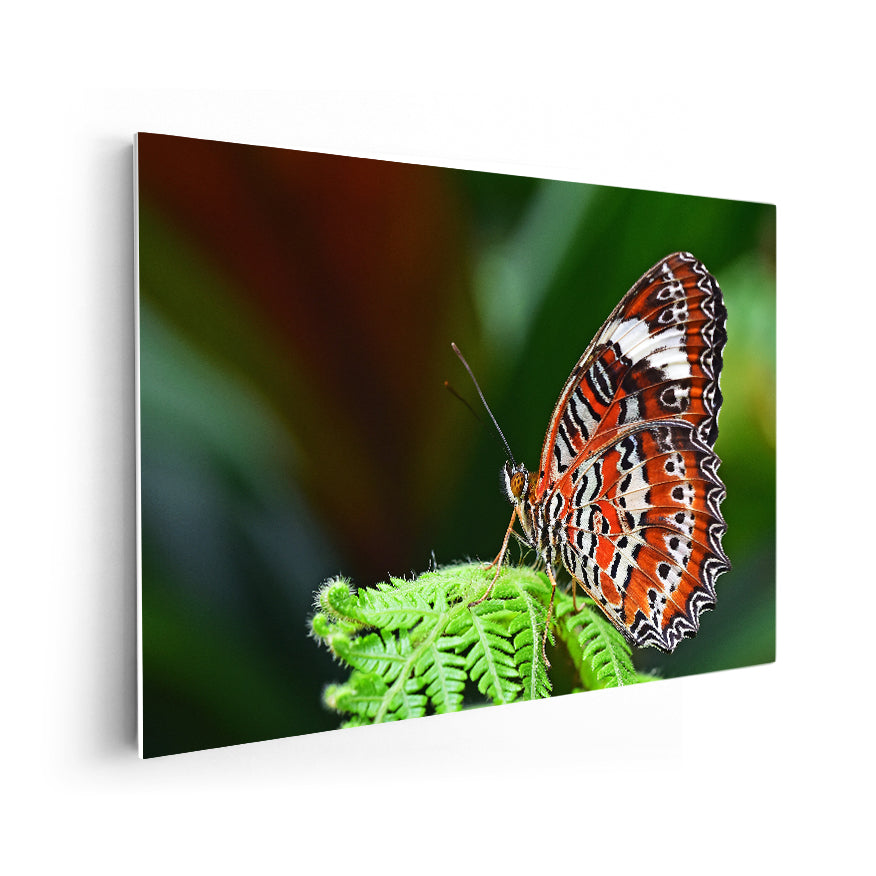 Mariposa