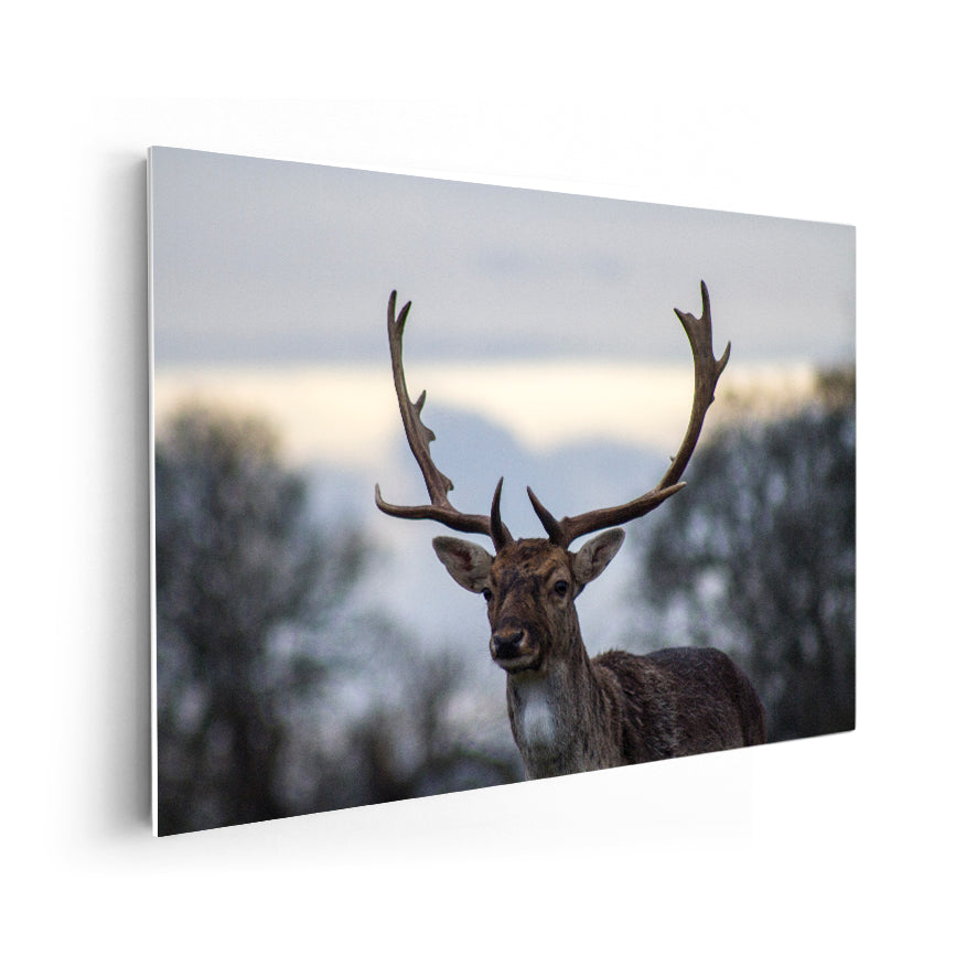 Venado