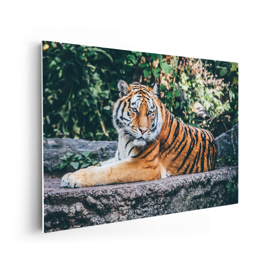 Tigre