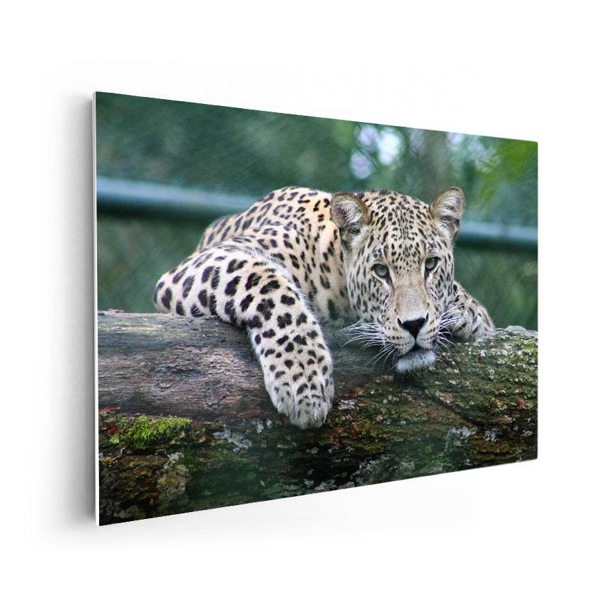 Leopardo