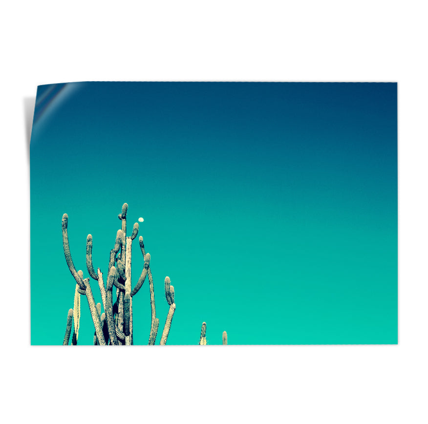 Cactus Arbóreo