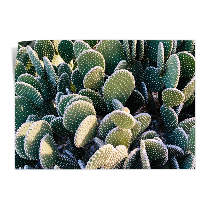 Nopal