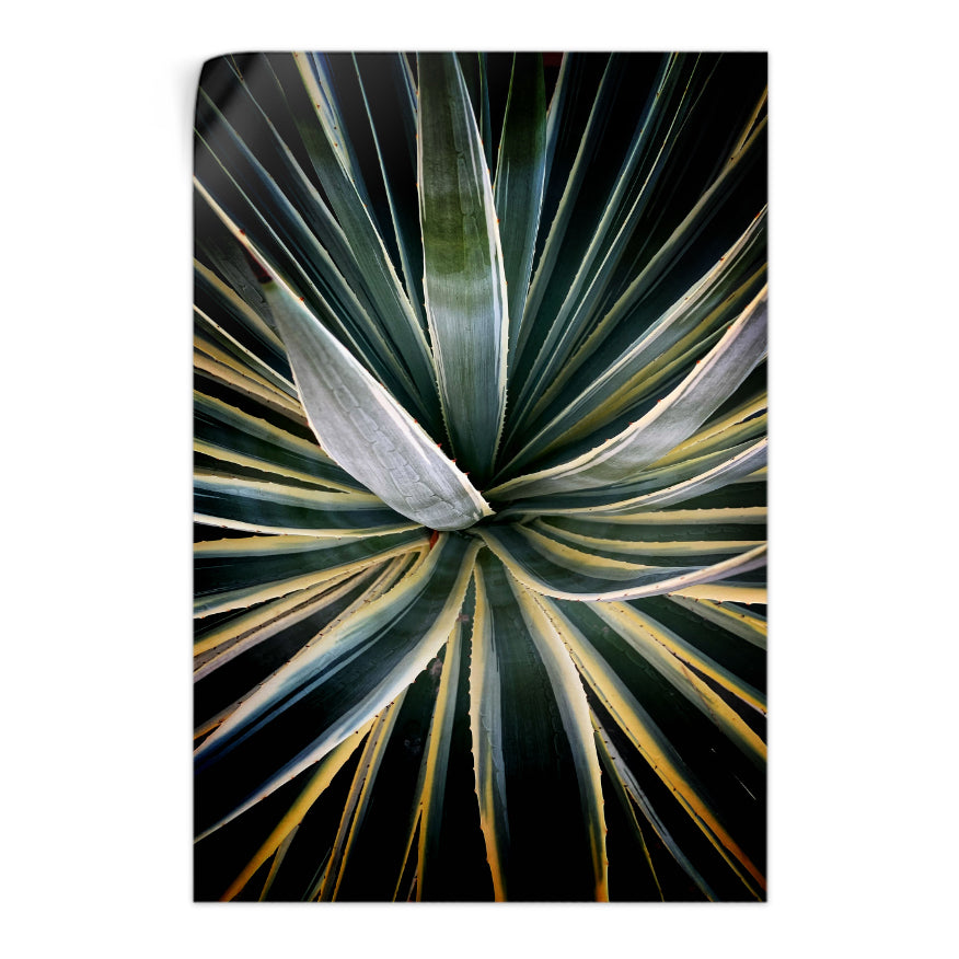 Agave Americana Marginata