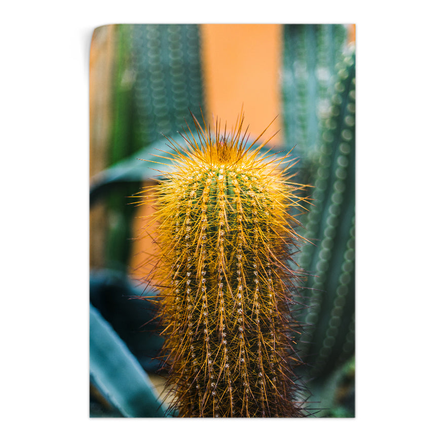 Cactus Espinas Naranja