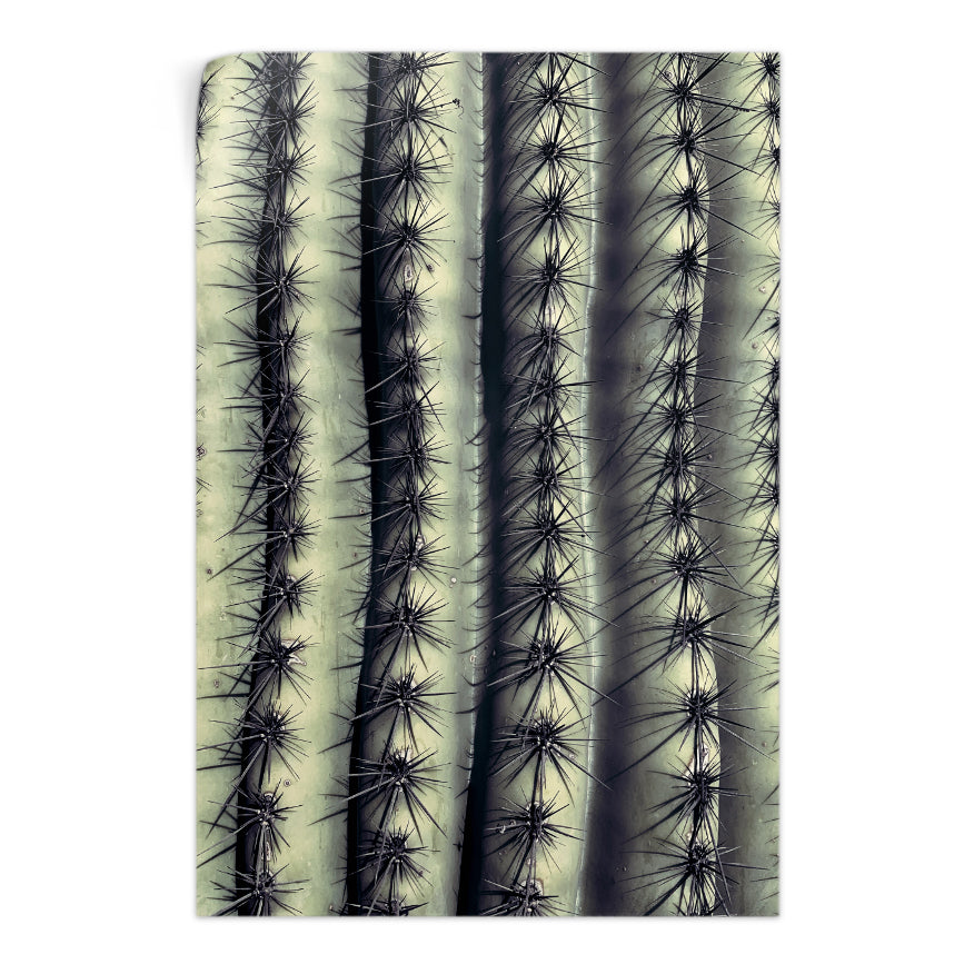 Saguaro