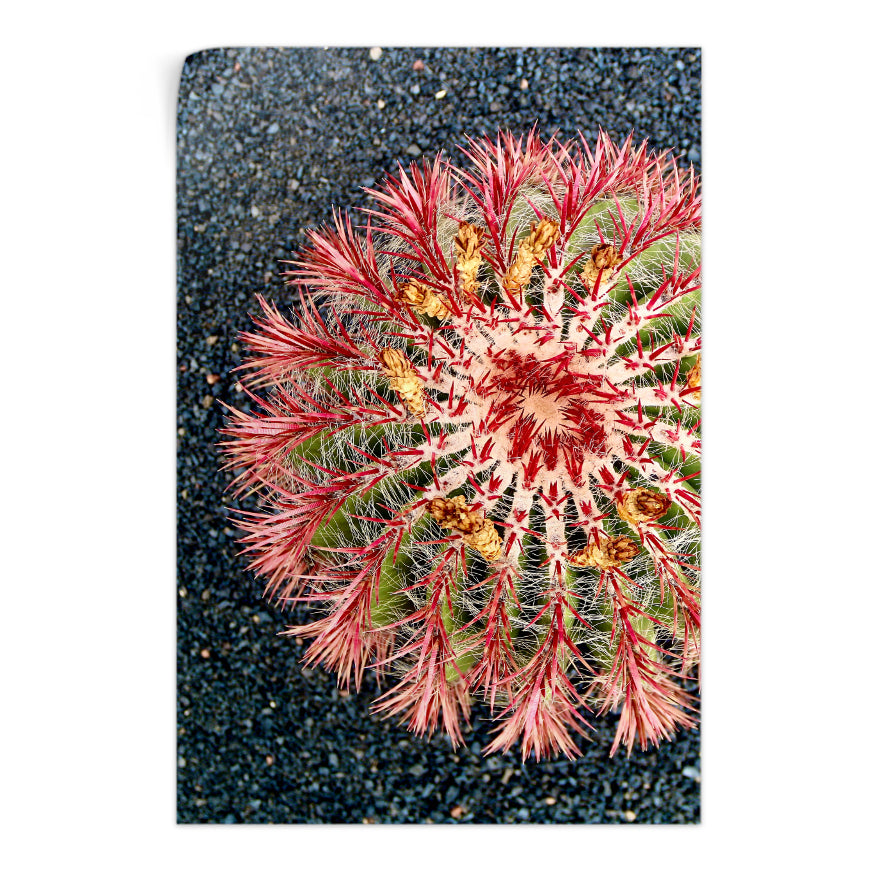 Cactus de Espinas Rosas