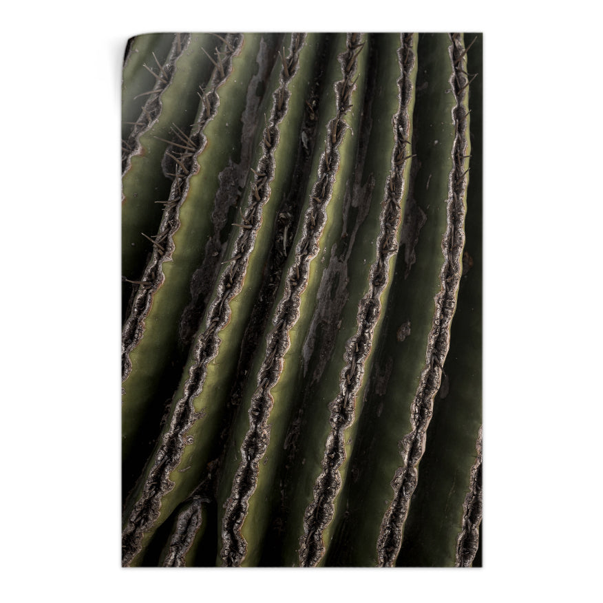 Saguaro