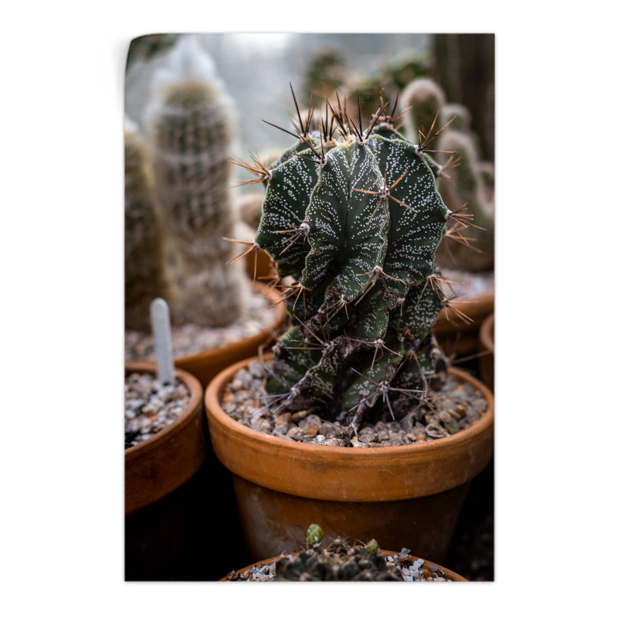 Cactus