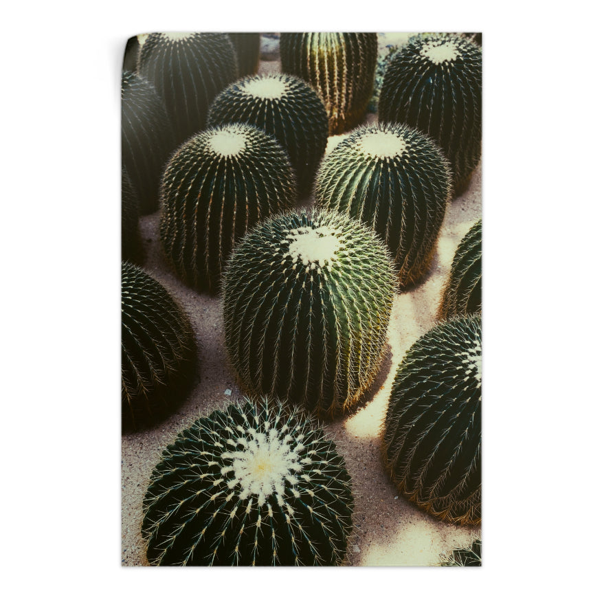 Cactus Barril Dorado
