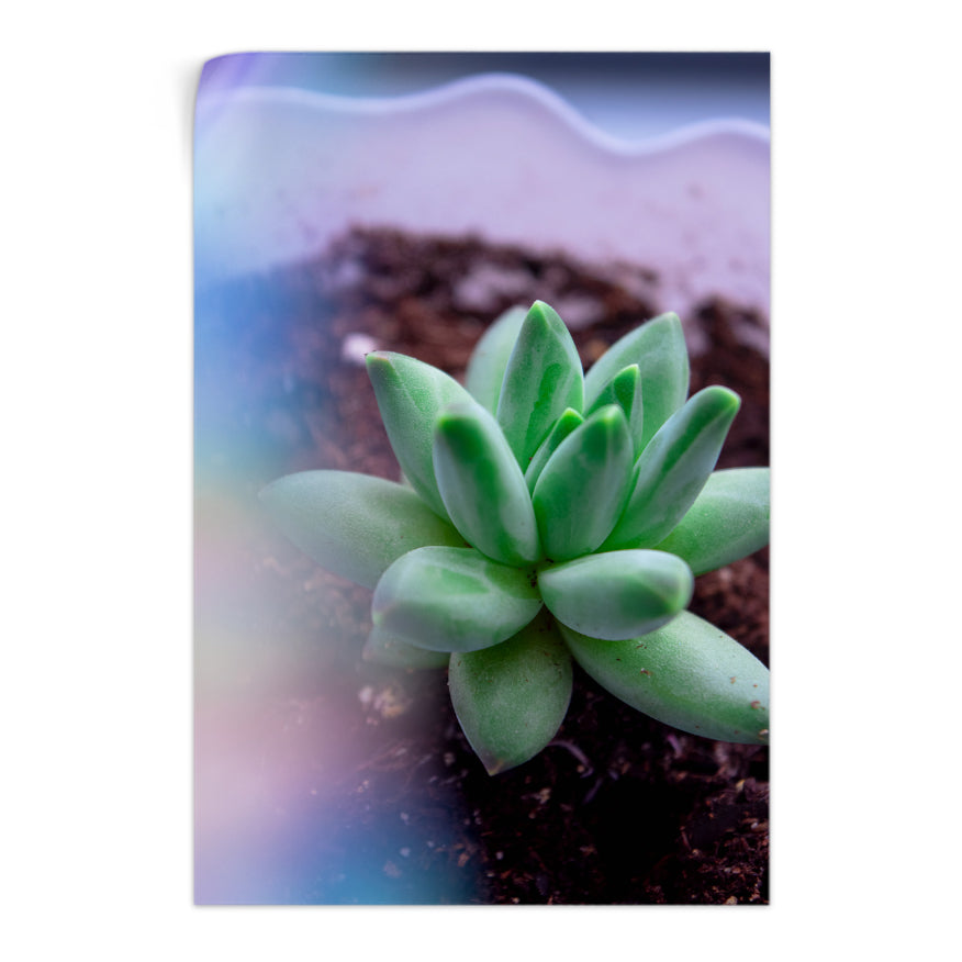 Suculenta
