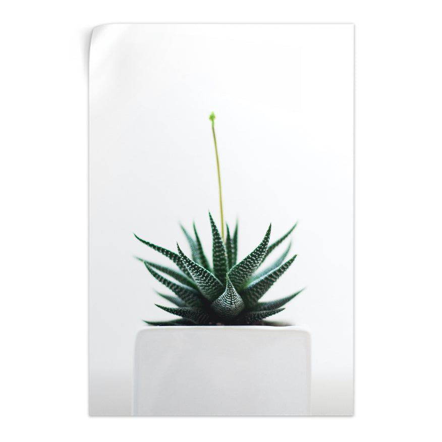 Aloe