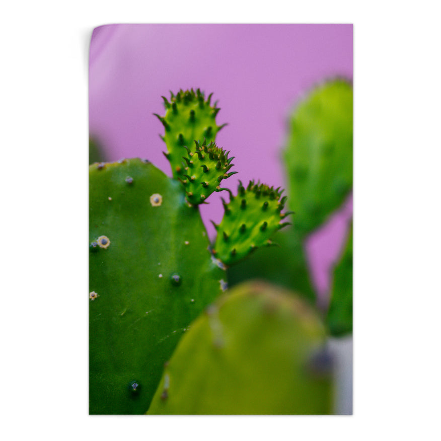 Nopales y sus Retoños
