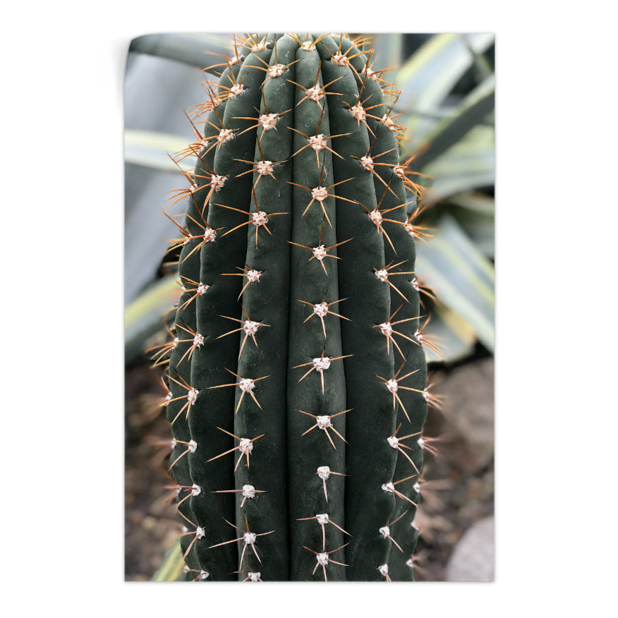 Cactus San Pedro