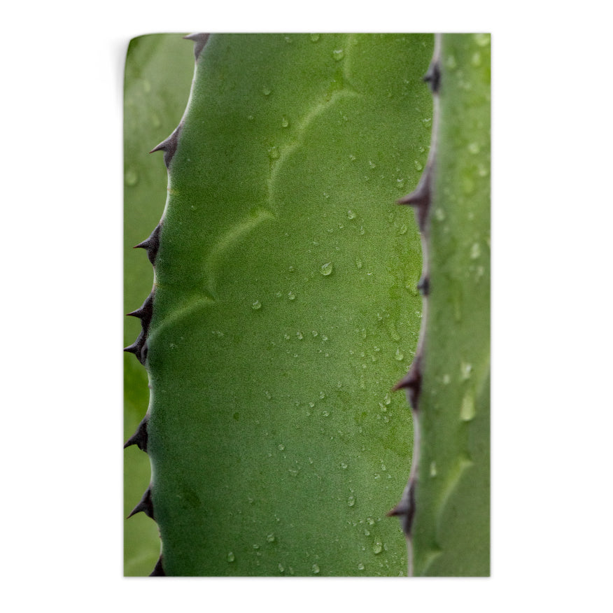 Maguey