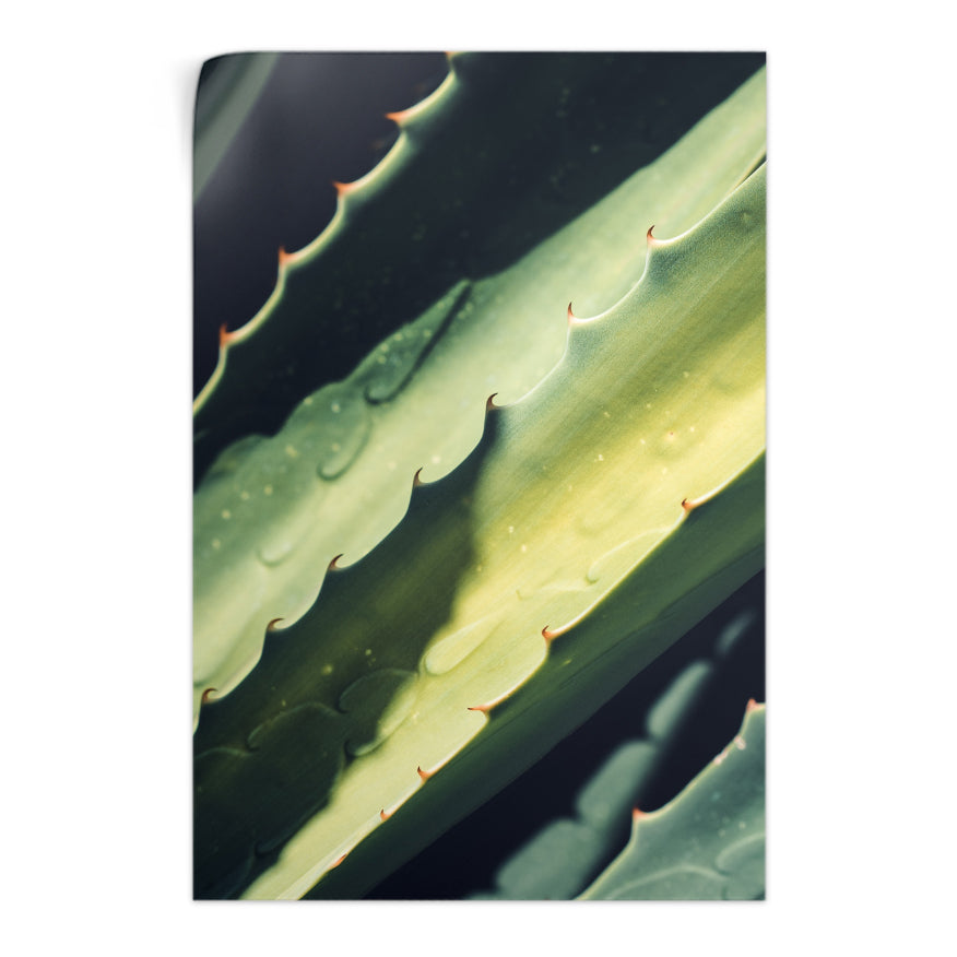 Maguey