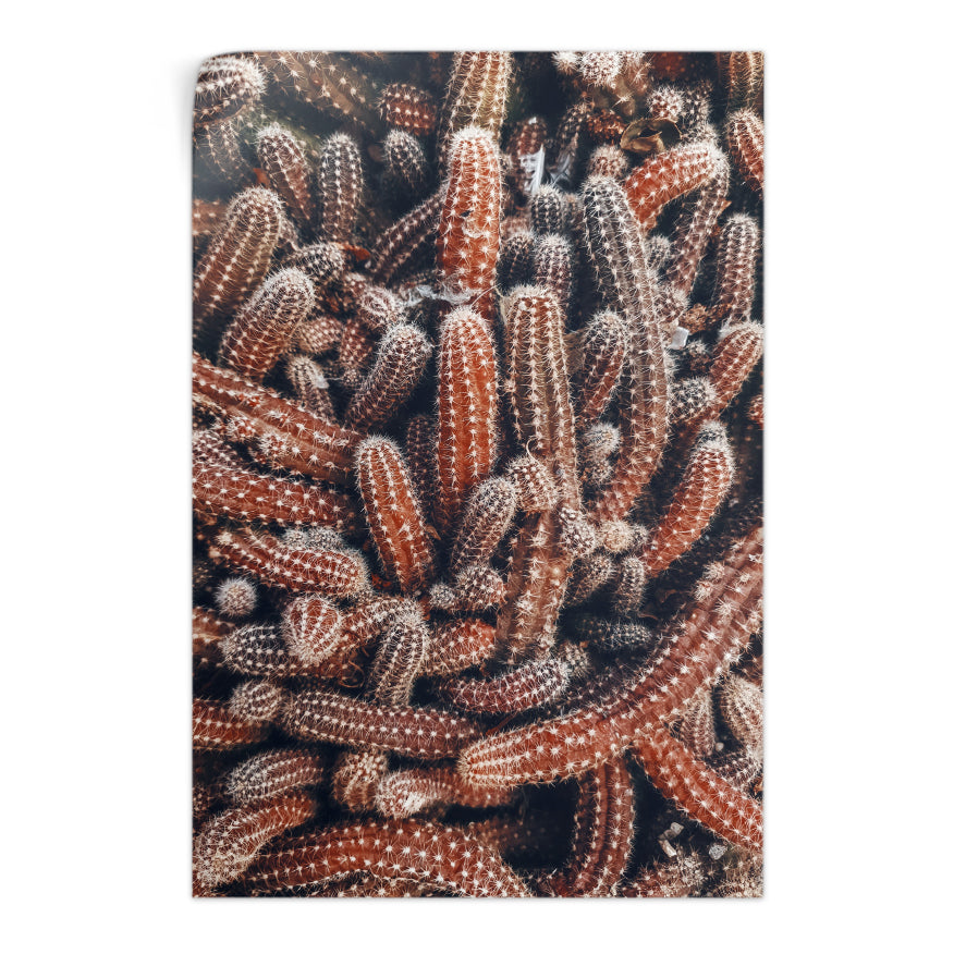 Cactáceas