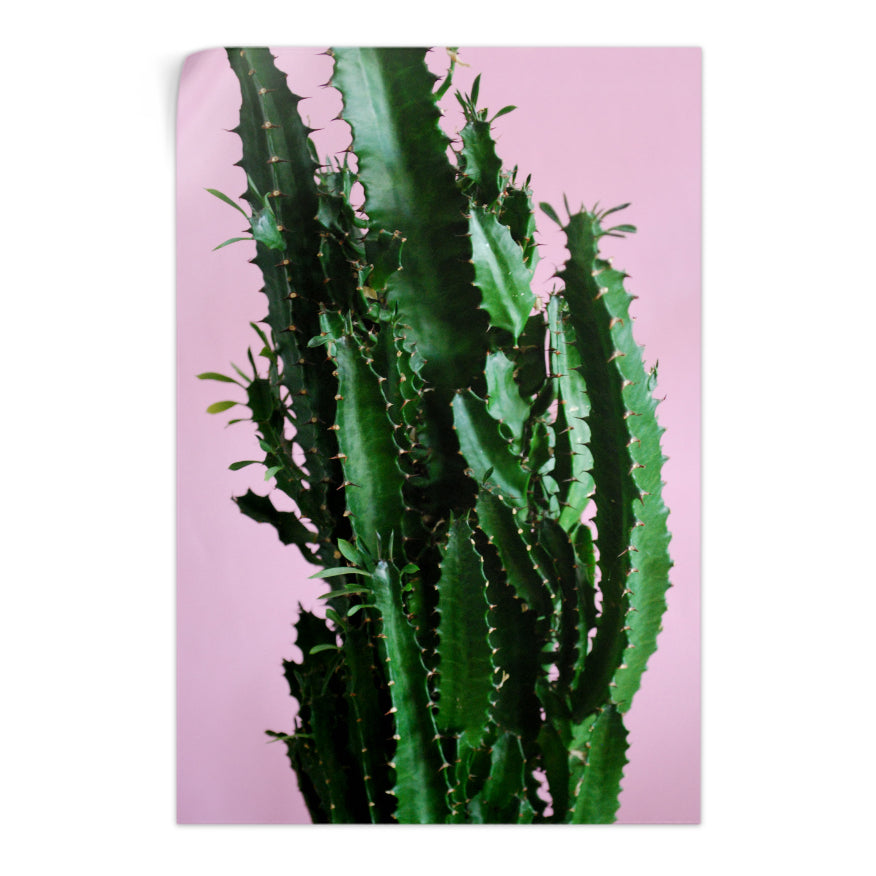 Cactus y Hojas