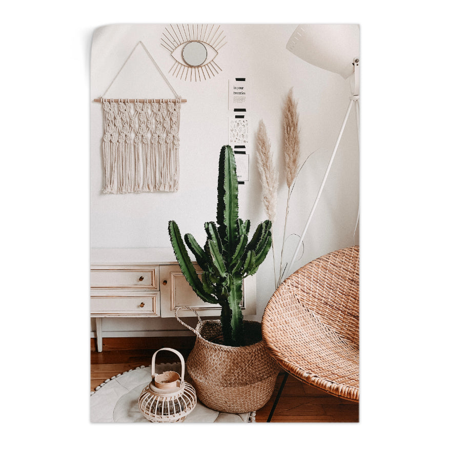Cactus San Pedro