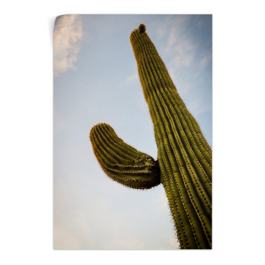 Saguaro