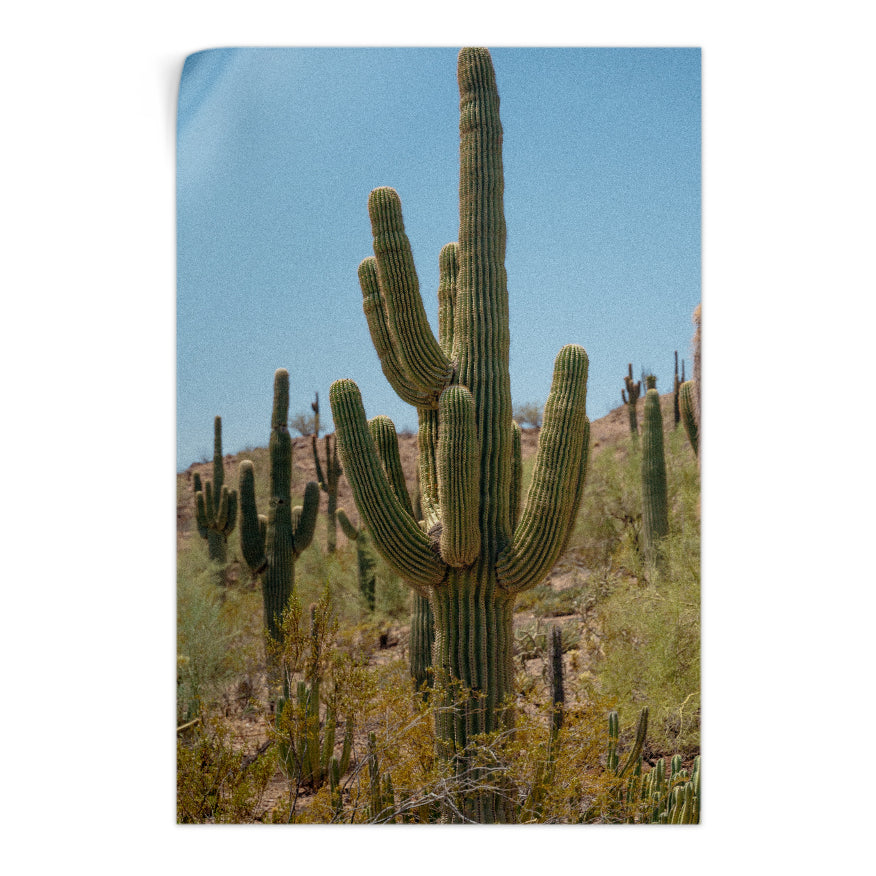 Saguaro
