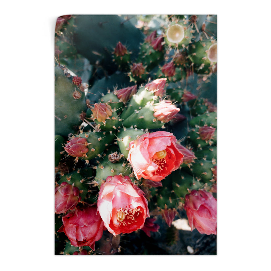 Nopales con Flores