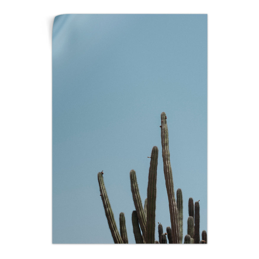Saguaro