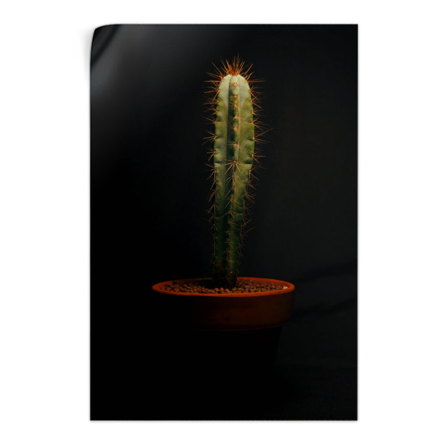 Cactus San Pedro
