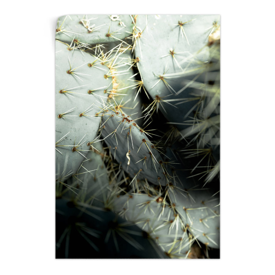 Nopal