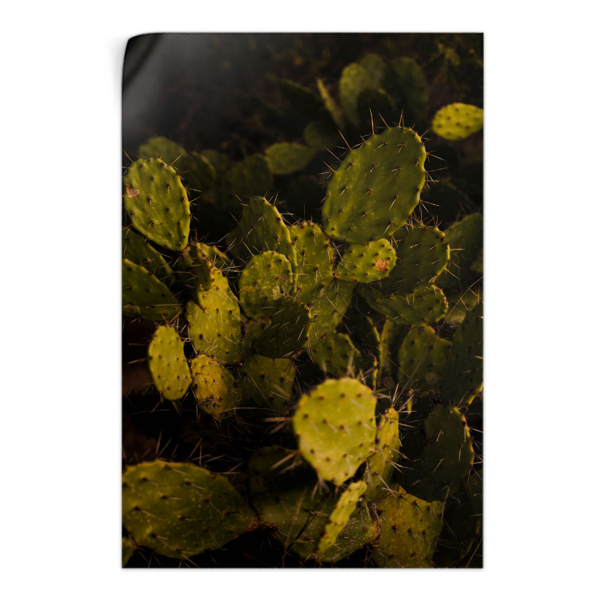 Nopal