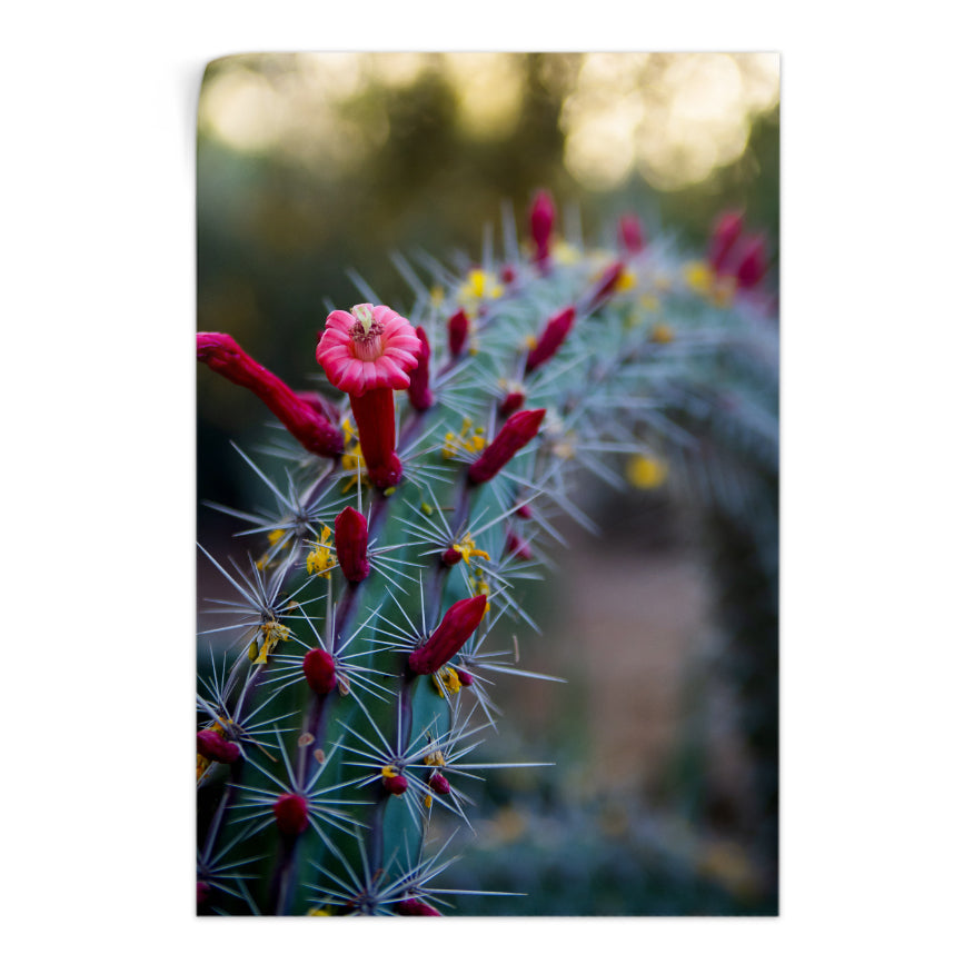 Cactus con Flores