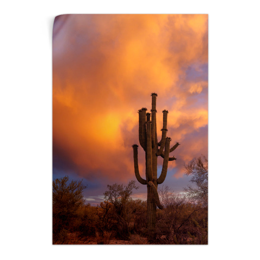 Saguaro al Atardecer