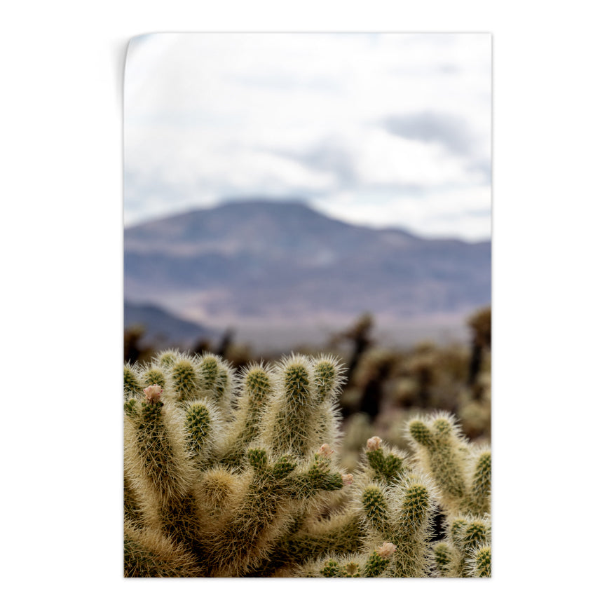 Cactus en el Desierto