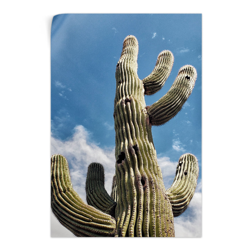 Saguaro