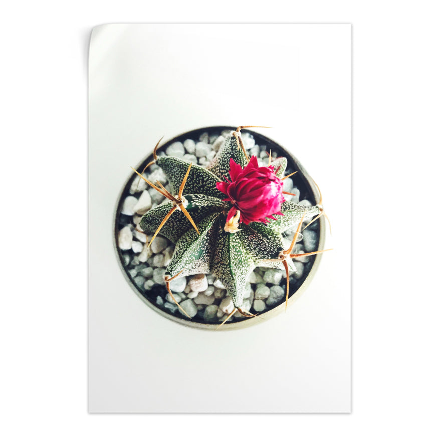 Cactus con Flor