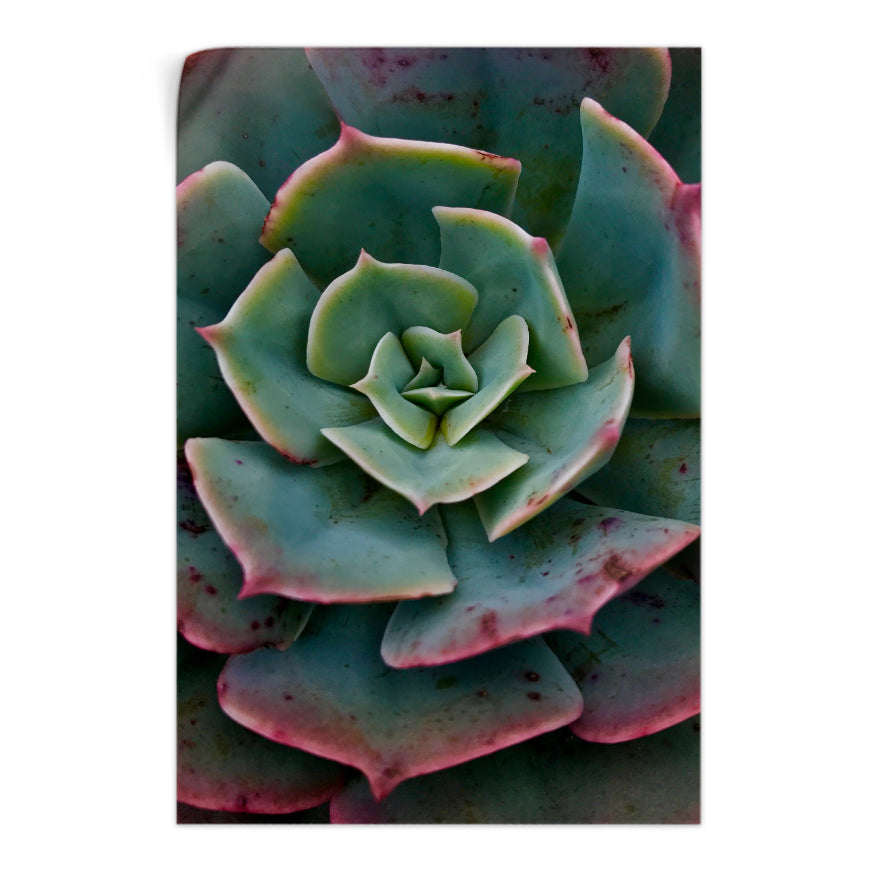 Rosa del Mármol