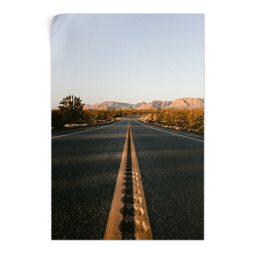 Cactus en la Carretera