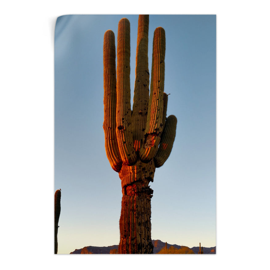 Saguaro