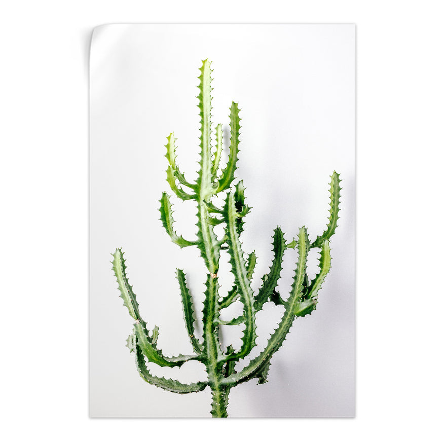 Cactus Mediterráneo Triangular