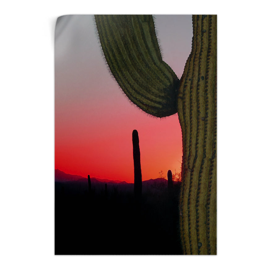 Saguaro