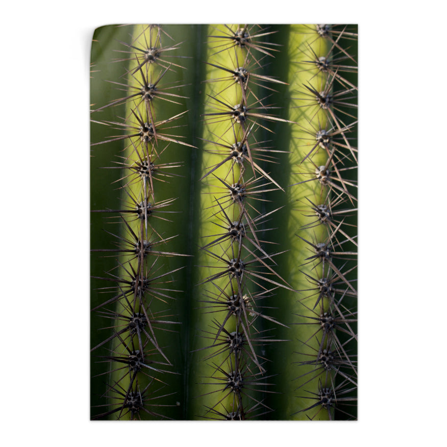 Saguaro Gigante