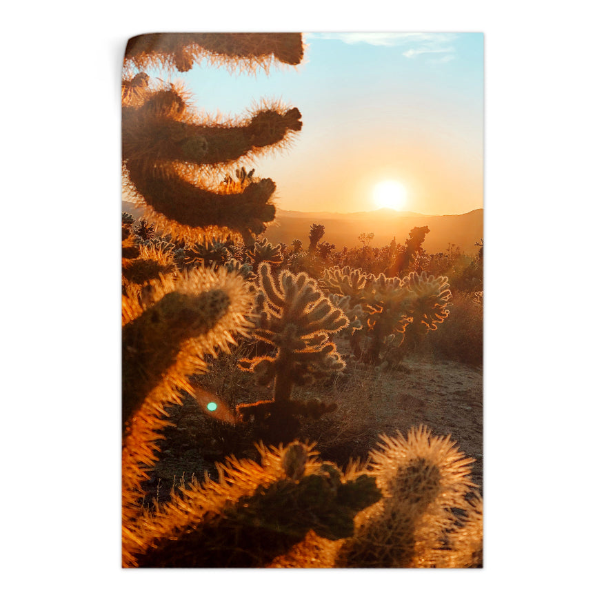 Cactus al Atardecer